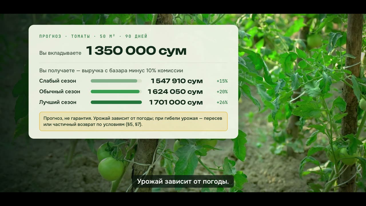 Кадр: Видео о грядке на доход: бригада растит урожай, продаёт его на базаре, прогноз дохода с оговоркой